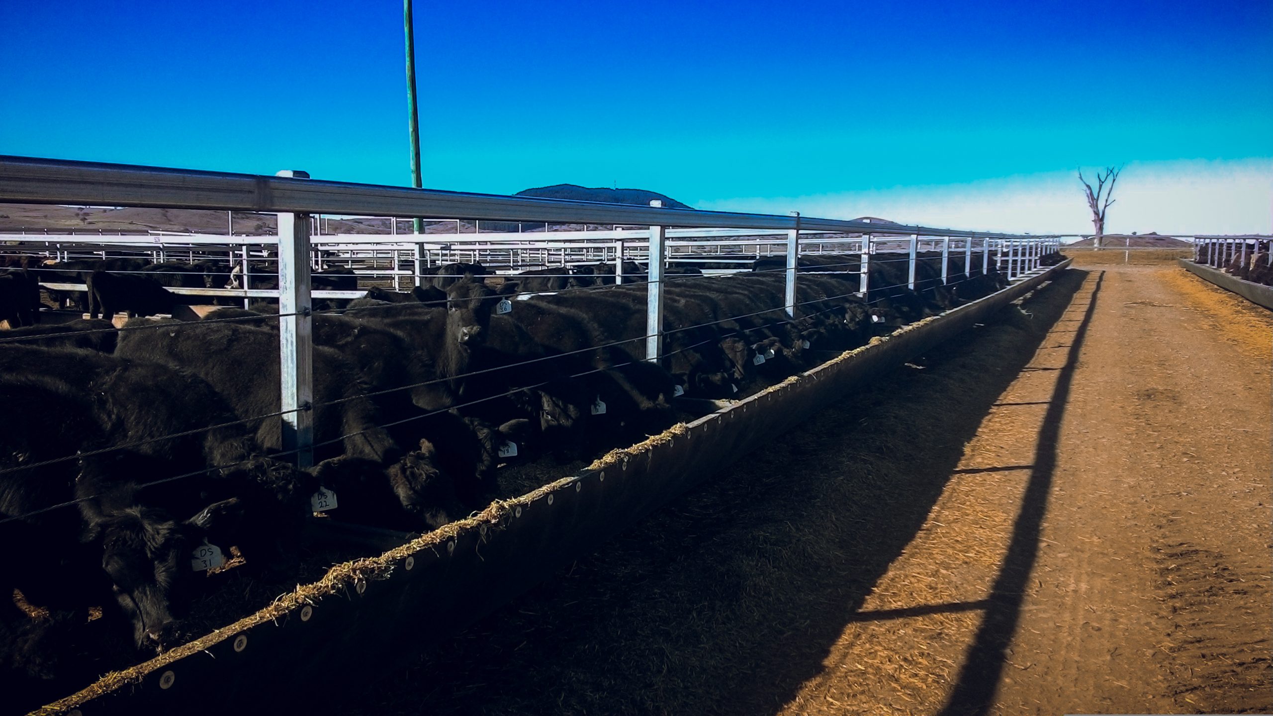 Cattle Feedlot